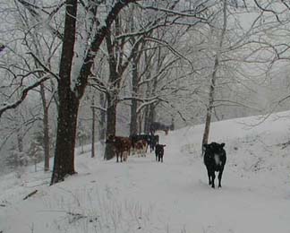 Cattle grazing on rolling Ozark hills