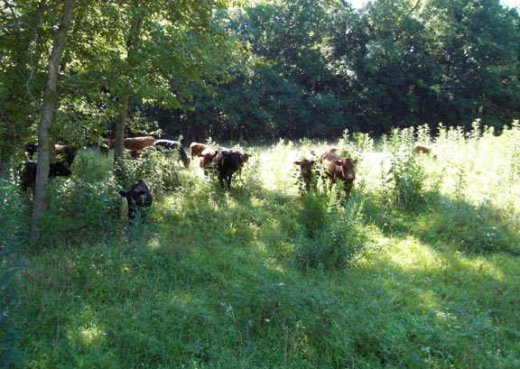 RP Cattle grazing on pasture in the Ozarks